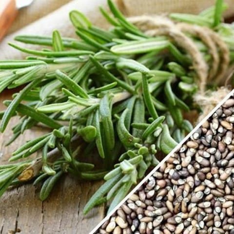 Dry Rosemary Powder