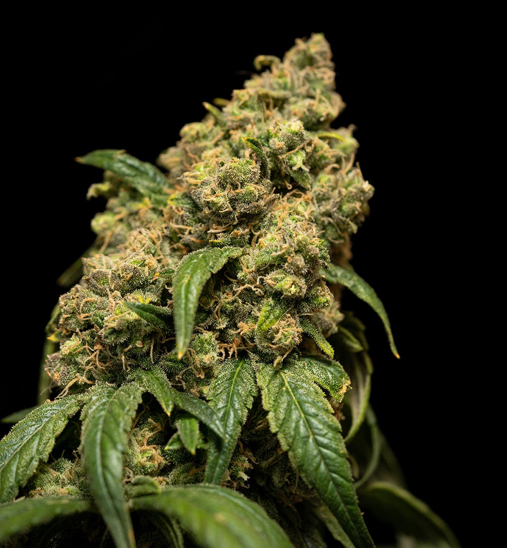 Cannabis Ready to Harvest Cannabis Ready to Harvest